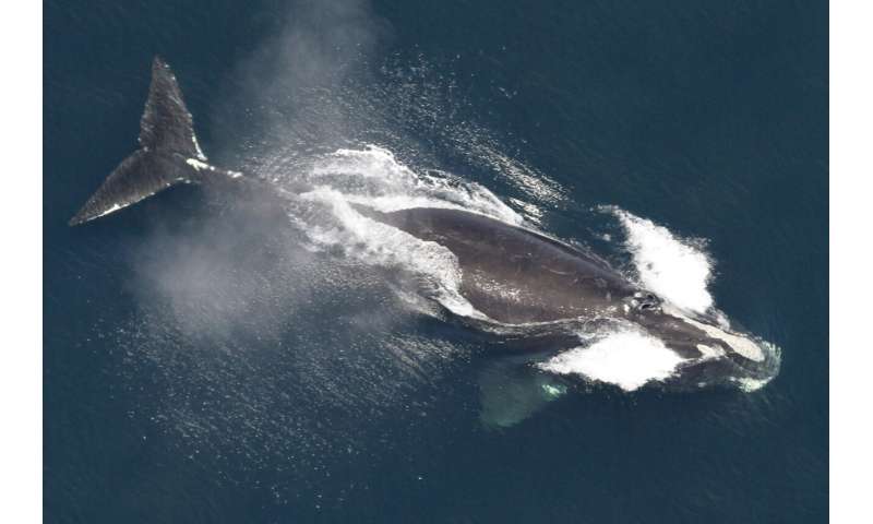 Large number of whale sightings off New England, including dozens of endangered sei whales