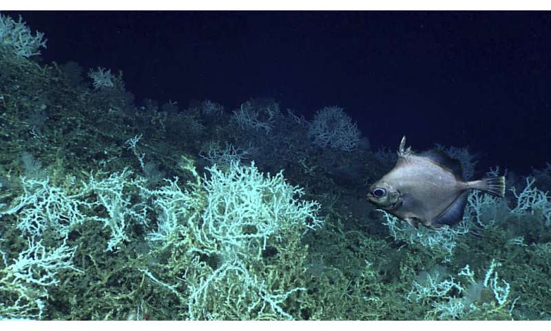 Largest deep-sea coral reef to date is mapped by scientists off the US Atlantic coast