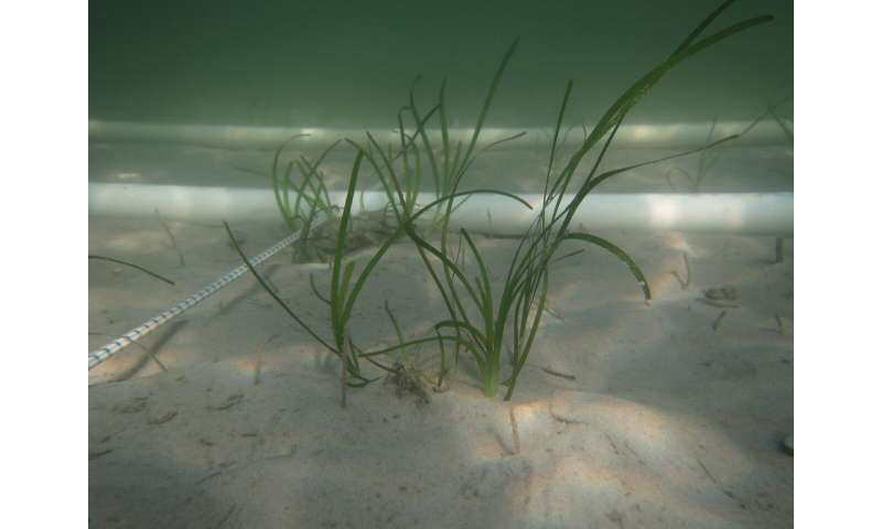 Let widgeongrass be a weed in the seagrass yard -- making seagrass restoration more resistant to rising temperatures using generalist grasses