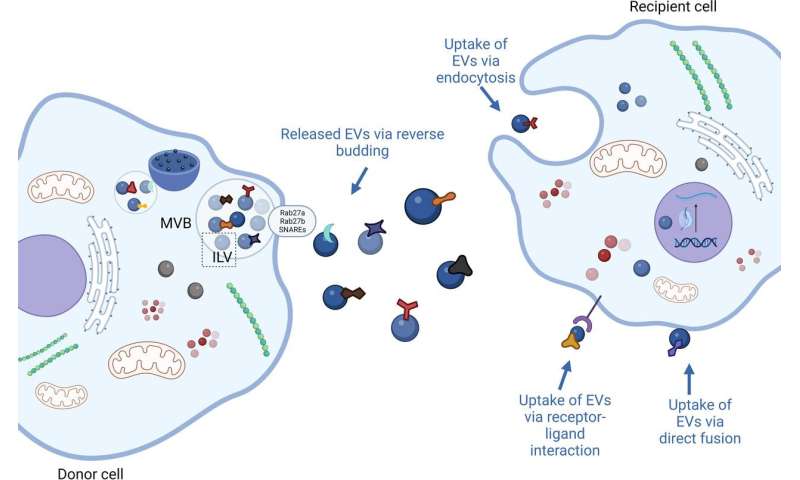 Liver fibrosis, non-parenchymal cells, and the promise of exosome therapy