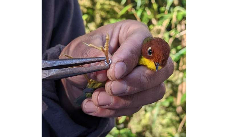 Logging and climate change threaten montane birds 