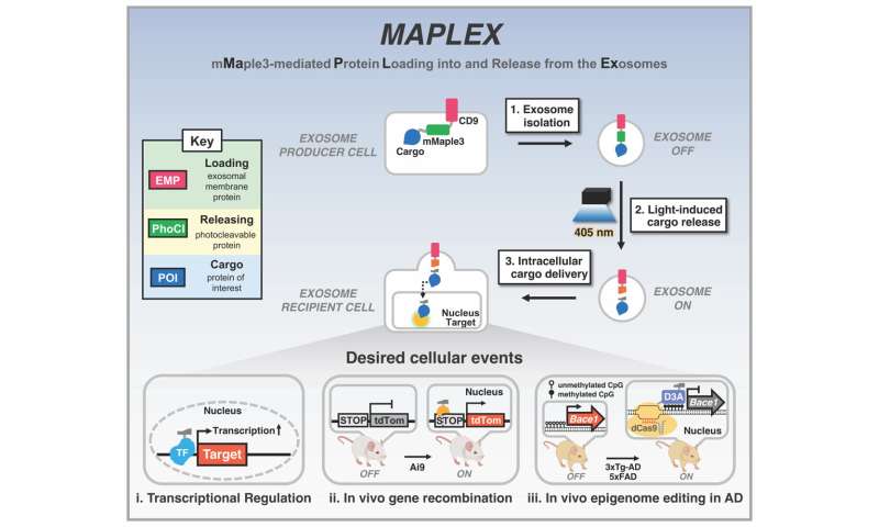 MAPLEX exosome-based delivery system carries therapeutic proteins into cells