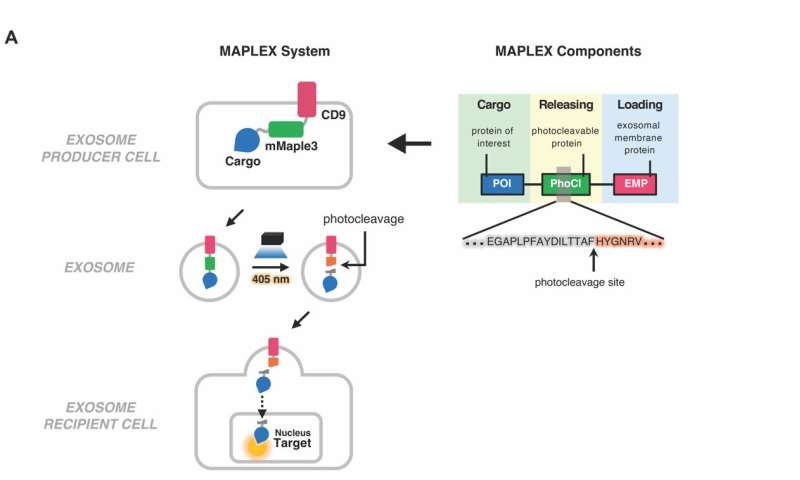 MAPLEX exosome-based delivery system carries therapeutic proteins into cells