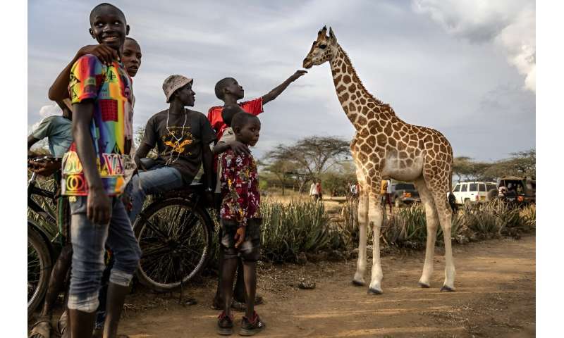Members of the community gather to welcome the  giraffes being relocated to the Ruko Conservancy