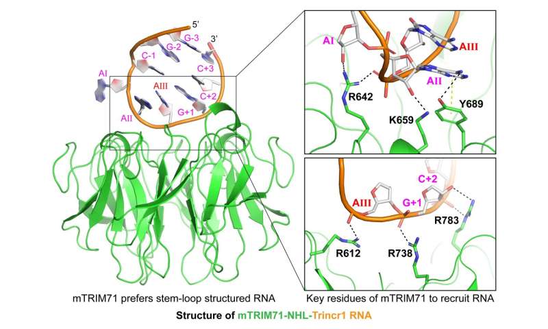 Molecular mechanism governing RNA-binding property of mammalian TRIM71 protein