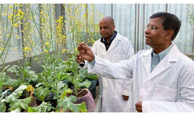 New canola research aims to boost yield, profitability