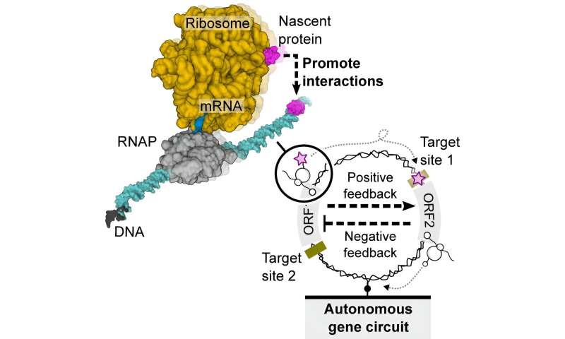 New circuit made of DNA has everything wired in