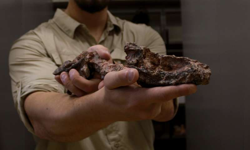 New, small, ancient crocodile-like reptile described in Brazil