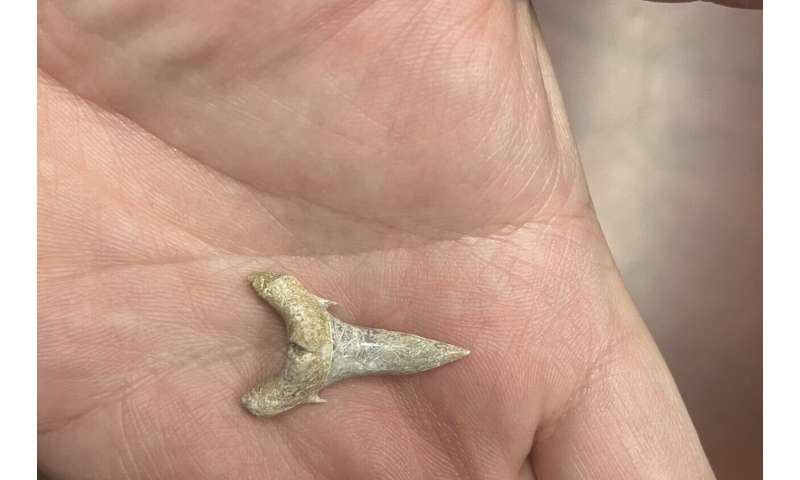 New species of 65 million year old fossil shark discovered in Alabama, USA