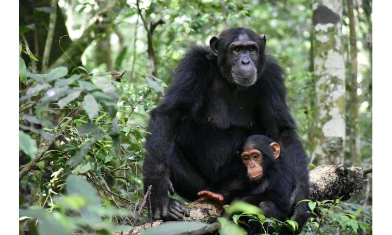 New study - chimp moms play with their offspring through good times and bad