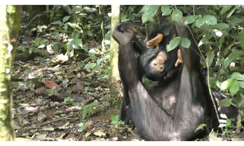 New study - chimp moms play with their offspring through good times and bad