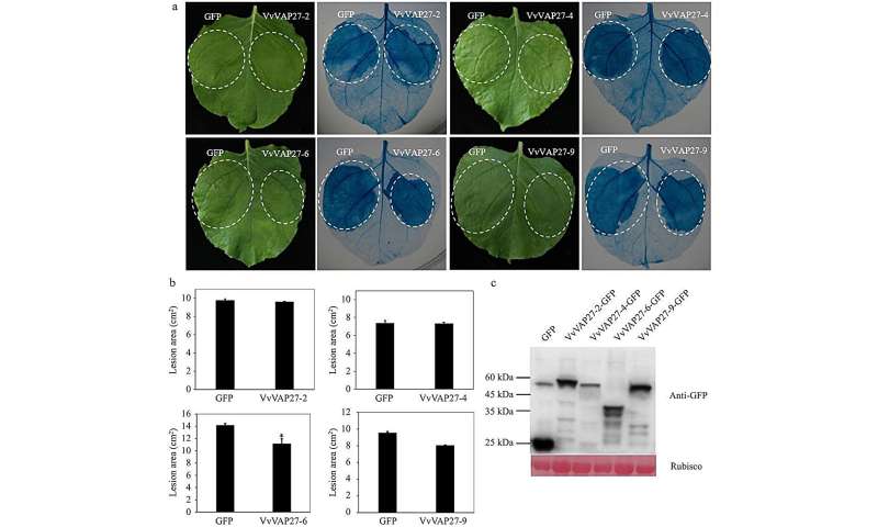 New study identifies key VAP27 genes in grapevine, enhancing disease resistance potential