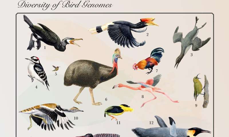 Of bantam brains and fancy footwork: bioinformatics tools help reveal complexity of avian evolution