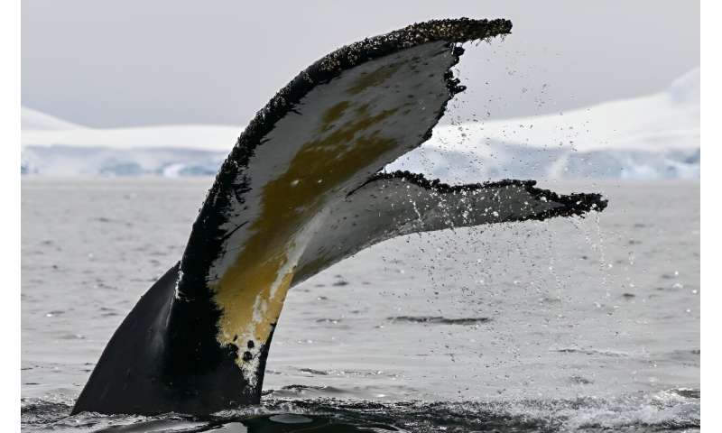 Photo identification is common in the study of marine mammals, although the use of fluke identification is most used with humpbacks both because of their unique markings, and their habit of raising their tails out off the water while diving