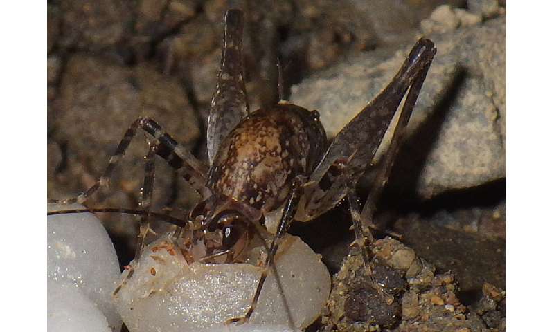 Plants offer fruit to insects to disperse dust-like seeds