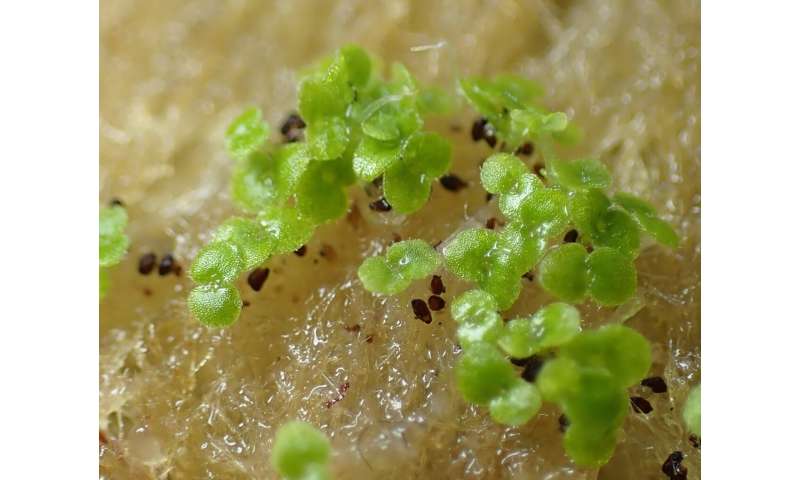 Plants offer fruit to insects to disperse dust-like seeds