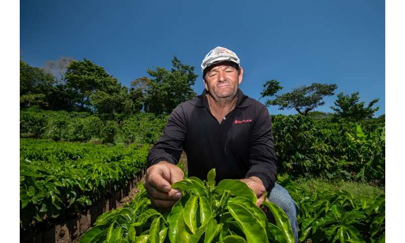 Anteriormente, agricultores como Johel Alvarado necesitaban hacer poco más que plantar y esperar las lluvias que alguna vez fueron constantes en el país.  Ahora ha tenido que instalar un sistema de riego por goteo en su plantación de café de cuatro hectáreas que, según dice, le mantiene en el negocio.