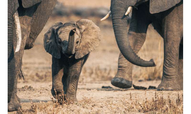 Les zones protégées pour les éléphants fonctionnent mieux si elles sont connectées