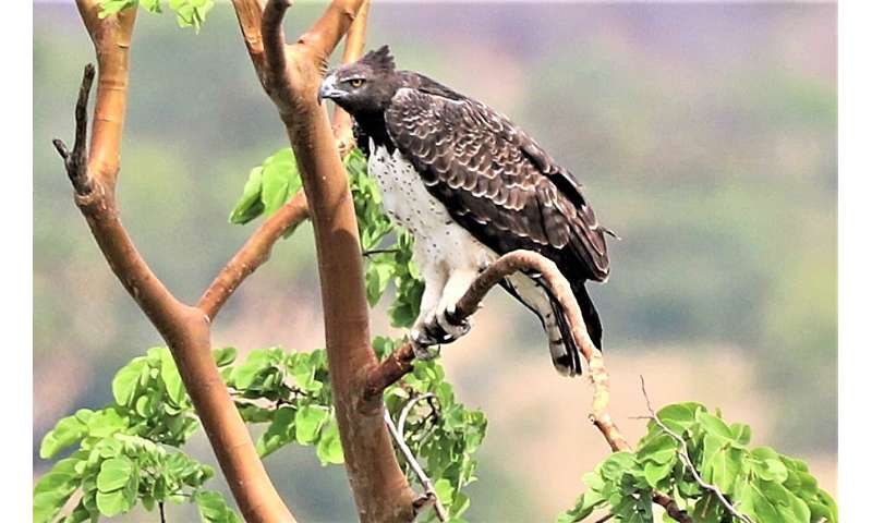 Protected lands provide a last stand for critically endangered vultures in West Africa