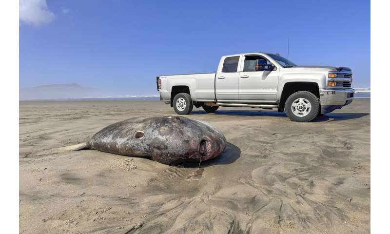 Rare 7-foot fish washed ashore on Oregon's coast garners worldwide attention