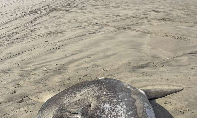 Un poisson rare de 7 pieds échoué sur la côte de l'Oregon attire l'attention du monde entier