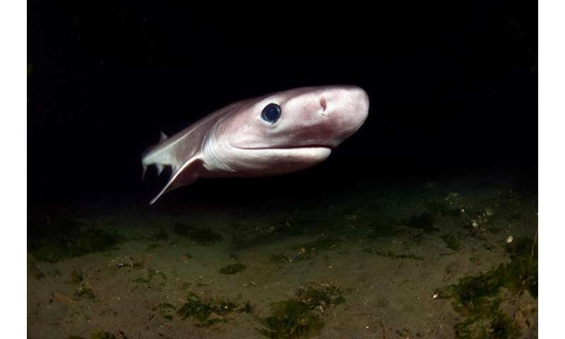 Researcher and international team shine a light on troubled deepsea sharks and rays
