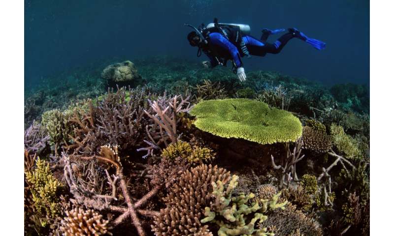 Restored coral reefs can grow as fast as healthy reefs
