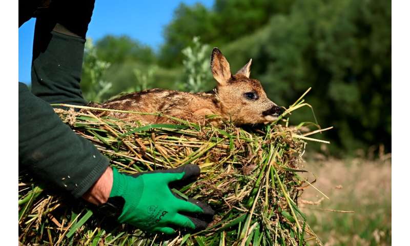 Roe deer fawns are too frail to carry their own weight in their first weeks of life, making them entirely vulnerable to the blades of a giant mower