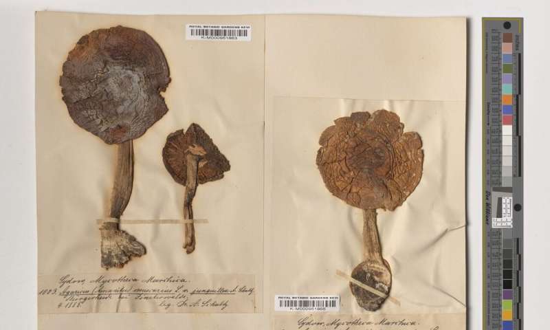 Royal Botanic Gardens, Kew and Natural History Museum announce groundbreaking mycological research programme