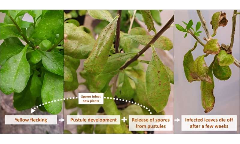 Rust is a must for African Boxthorn battle