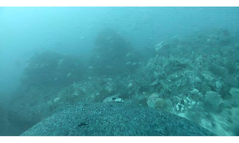 Les équipes de tournage d'otaries aident les chercheurs à explorer des habitats océaniques jusqu'alors non cartographiés