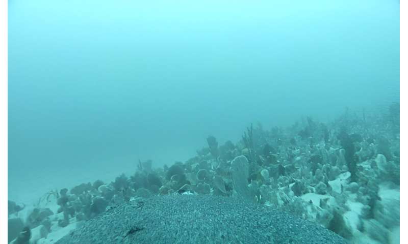 Les équipes de tournage d'otaries aident les chercheurs à explorer des habitats océaniques jusqu'alors non cartographiés