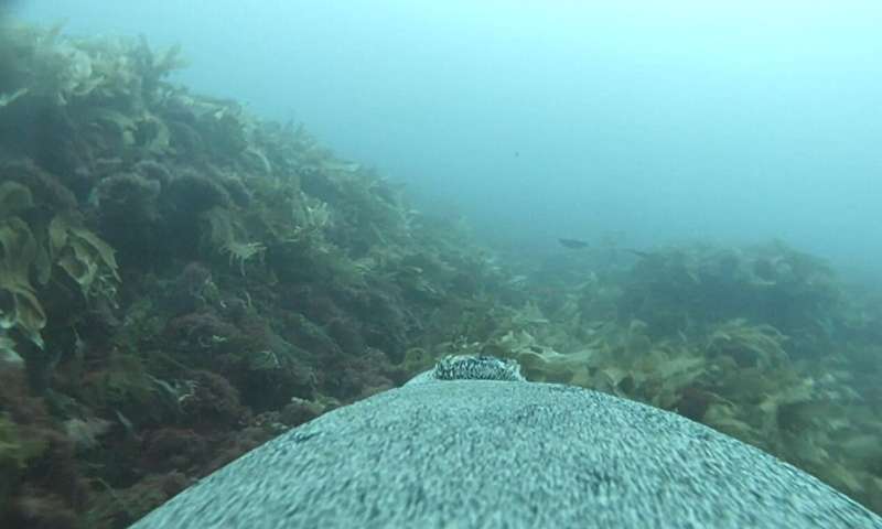 Les équipes de tournage d'otaries aident les chercheurs à explorer des habitats océaniques jusqu'alors non cartographiés