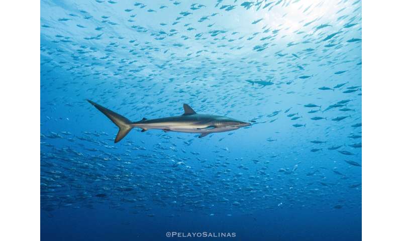 Silky shark makes record breaking migration