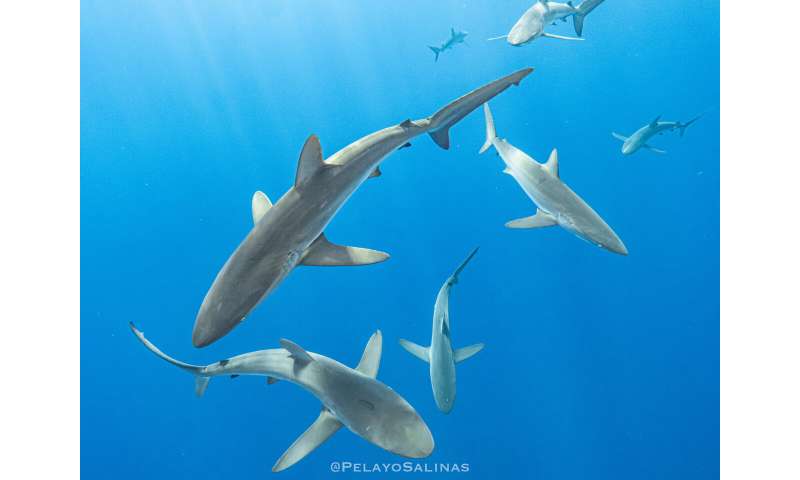 Silky shark makes record breaking migration