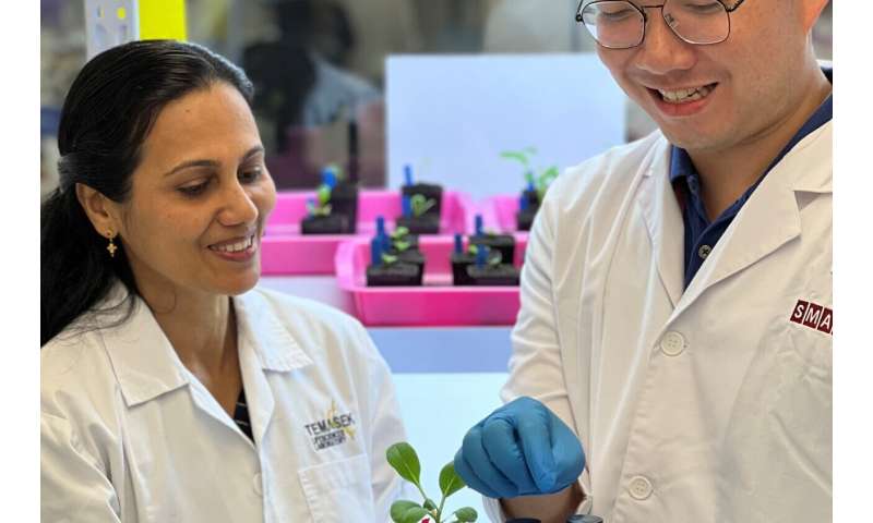 SMART researchers pioneer sensor multiplexing for real-time decoding of different plant stresses