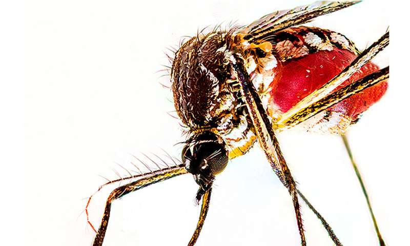 Starving mosquitoes for science