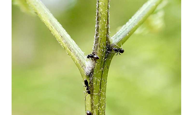 Suissa Study Has High Hopes For Plant-Ant Partnerships