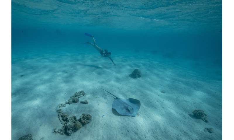 Tahiti's rahui tradition has helped revive ecosystems — including near the Olympics surfing venue