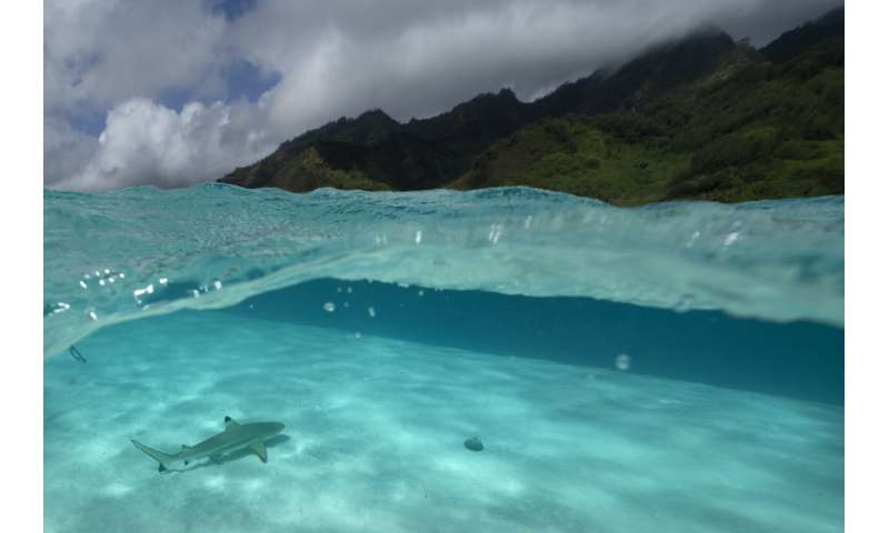 Tahiti's rahui tradition has helped revive ecosystems — including near the Olympics surfing venue