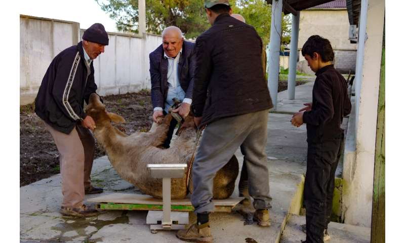 The largest Hissar rams can weigh over 210 kilos (460 pounds)