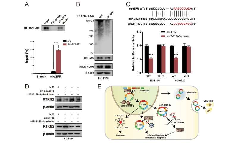 The mechanism of a novel circular RNA circZFR that promotes colorectal cancer progression
