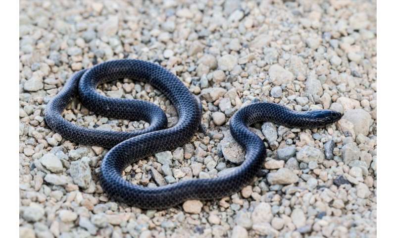 The missing puzzle piece: A striking new snake species from the Arabian Peninsula