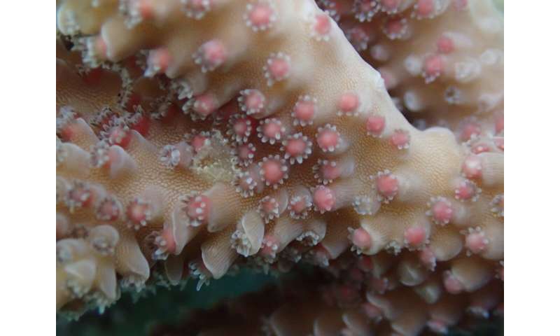 The secret sex life of coral revealed