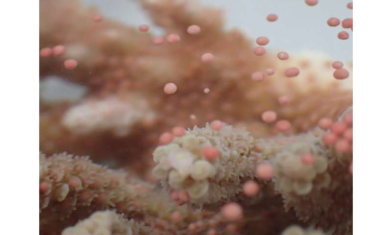 The secret sex life of coral revealed