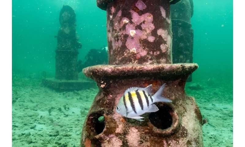 The underwater statues have been in place off Colombia's Isla Fuete since 2018, under an initiative named MUSZIF started by Tatiana Orrego