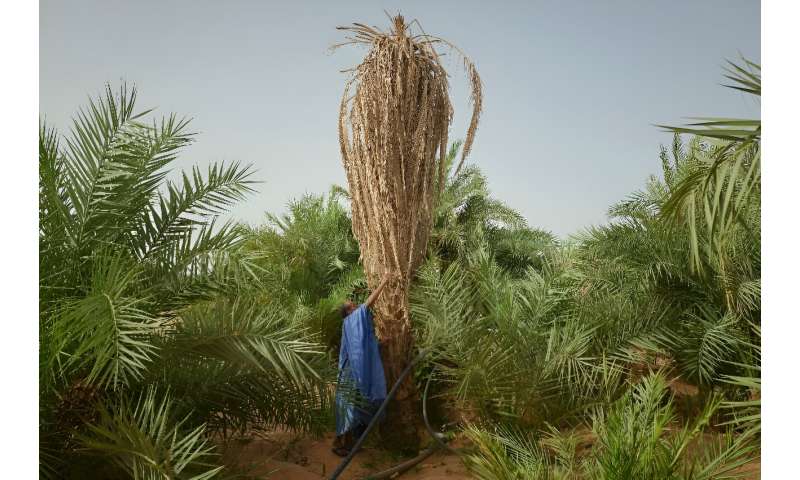The village of M'Heiret has suffered severe palm tree losses over the years due to droughts and sudden downpours