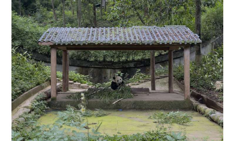 The winner in China's panda diplomacy: the pandas themselves