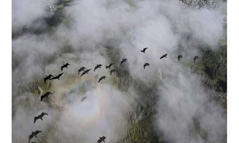 This bird species was extinct in Europe. Now it's back, and humans must help it migrate for winter