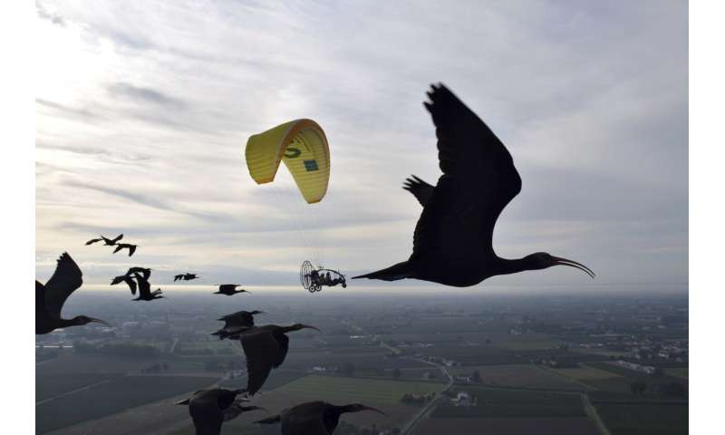 Diese Vogelart war in Europa ausgestorben. Sie ist jetzt zurück und die Menschen müssen ihr bei der Überwinterung helfen